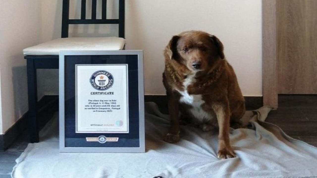 Bobi, anjing tertua di dunia, merayakan ulang tahunnya yang ke-31. (Guinness World Records)