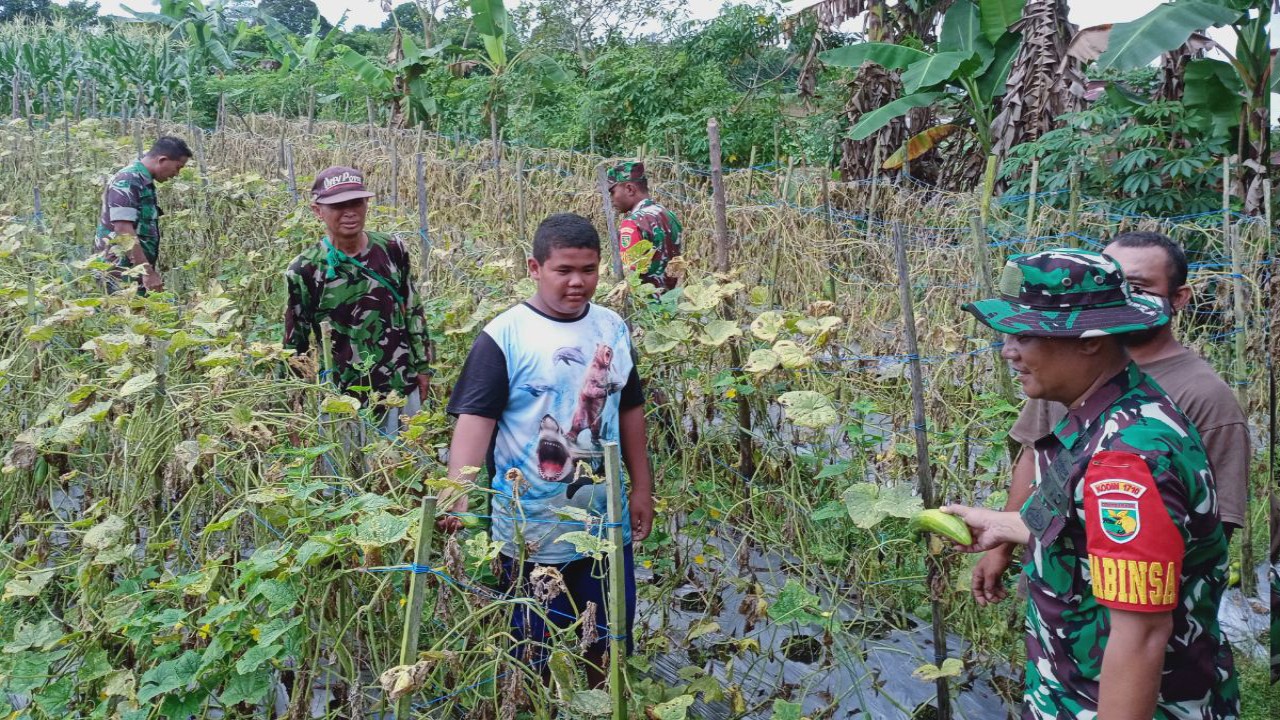 Aktif Babinsa 02/Timika Sambangi Petani Timun