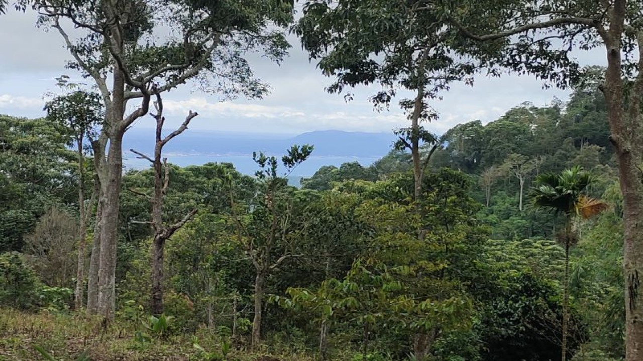 Ilustrasi- Suasana hutan yang ada di Lampung. ANTARA/Ruth Intan Sozometa Kanafi.