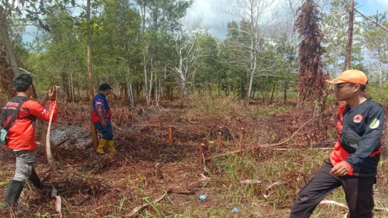 Personel BPBD Kota Palangka Raya memadamkan lahan yang terbakar di daerah setempat dengan peralatan yang sudah disediakan, kemarin. ANTARA/Dokumentasi Pribadi