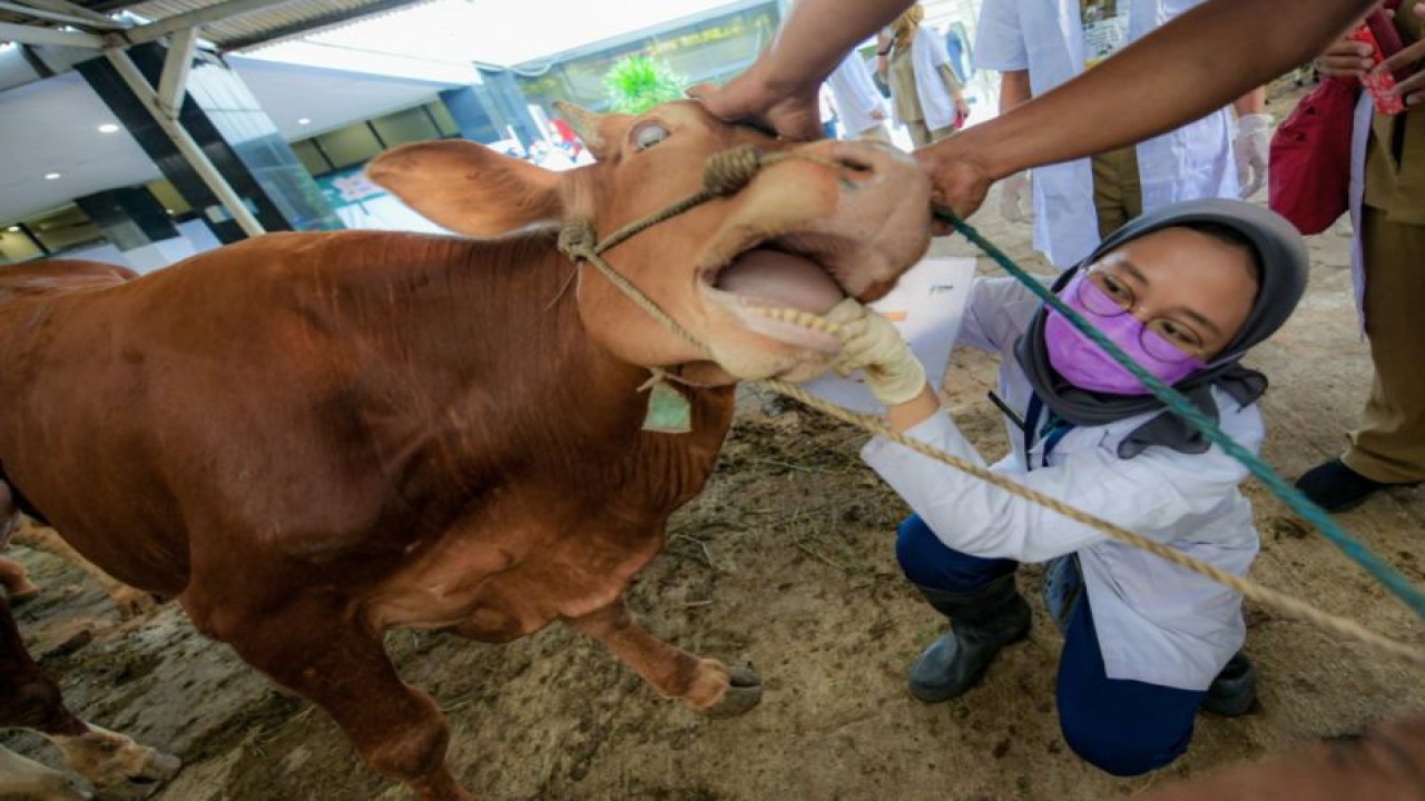 Sejumlah hewan ternak diperiksa petugas Sudin KPKP Jakarta Selatan di Hari Raya Idul Adha, Jakarta, Senin. (11/7/2022). (ANTARA/HO-Sudin Kominfotik Jakarta Selatan)