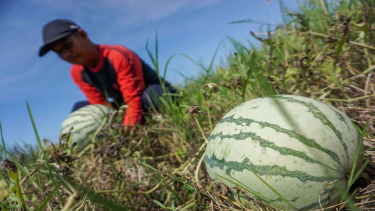 Petani memanen buah semangka di Kecamatan Gringsing, Kabupaten Batang, Jawa Tengah, Minggu (14/5/2023). ANTARA FOTO/Harviyan Perdana Putra/foc.