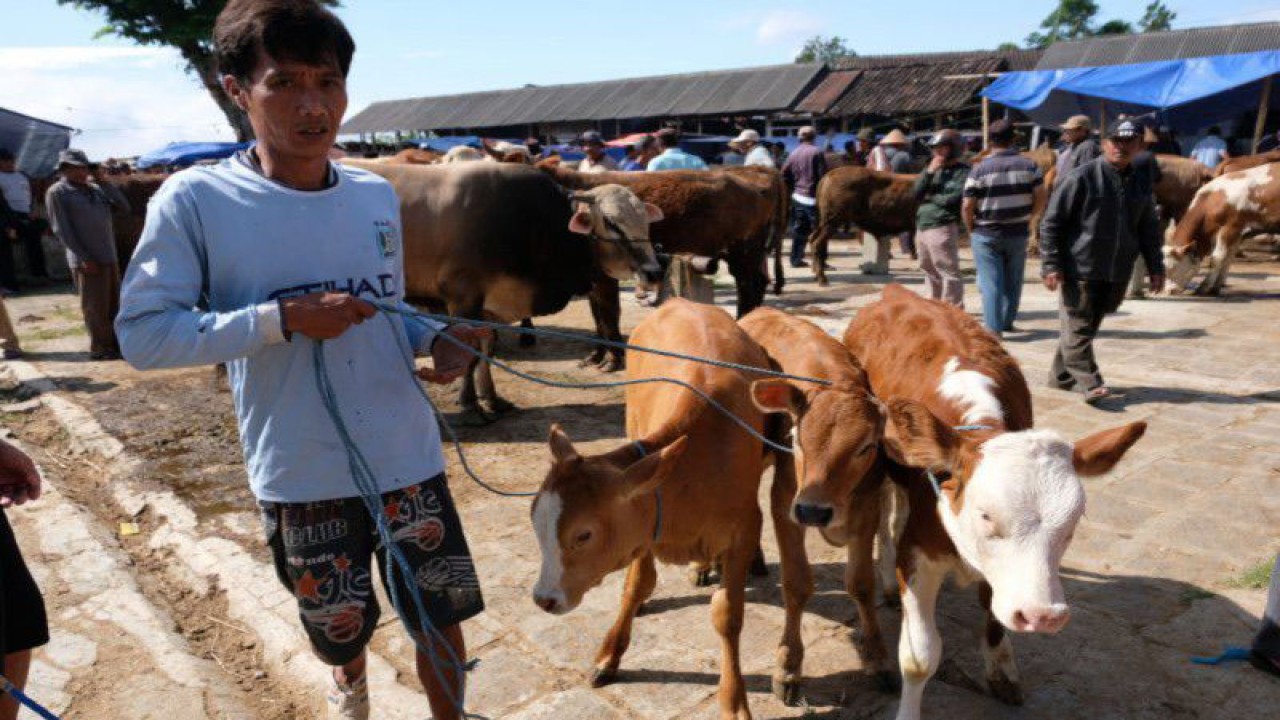Warga menuntun sapi dagangannya di pasar hewan Ngaren, Ngadirejo, Temanggung, Jawa Tengah, Sabtu (20/7/2019). ANTARA FOTO/Anis Efizudin/hp.
