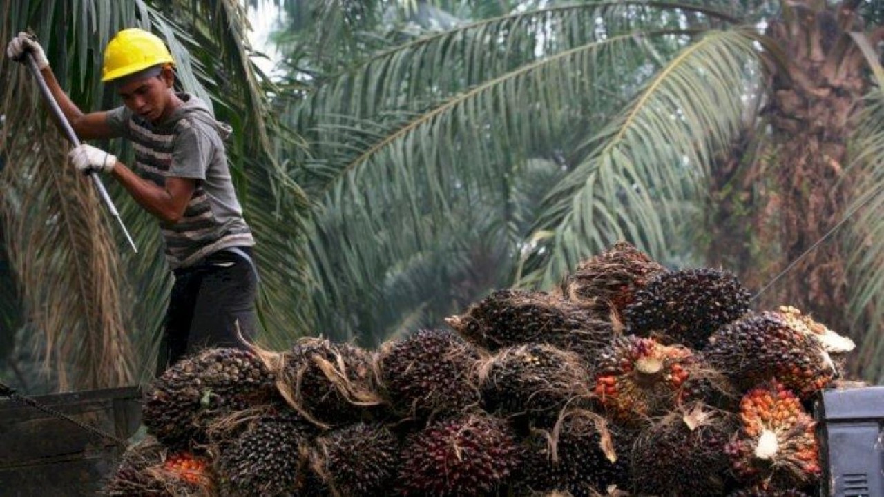 Ilustrasi.  Minyak sawit mentah (crude palm oil). (Istimewa)