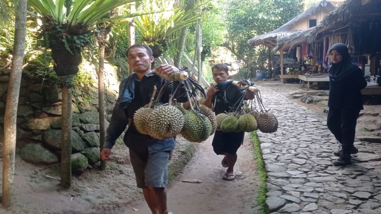 Warga Badui memanggul buah durian dari kebun dibawa ke penampung di Terminal Ciboleger Kabupaten Lebak. ANTARA/Mansyur