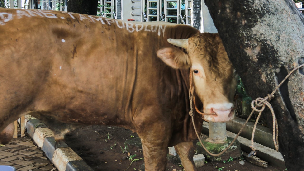 Penyerahan dan penyembelihan hewan qurban yang disumbangkan Sondang Tampubolon dilaksanakan di halaman Kantor Kelurahan Cipinang Besar Selatan, pada Kamis (29/6/2023). 