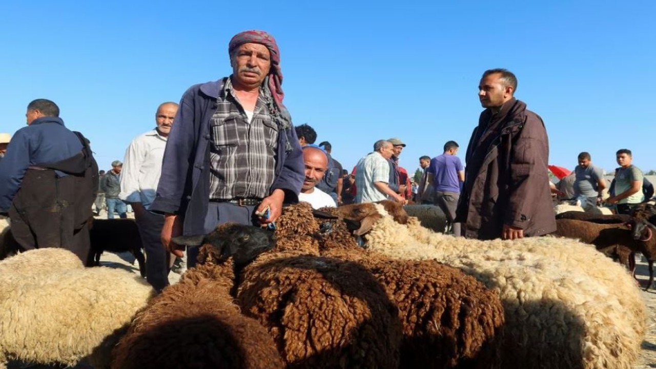 Peternak domba Tunisia menunggu pelanggan di pasar ternak di Borj El Amri, menjelang Idul Adha 1444 H, pada 17 Juni 2023. (Jihed Abidellaoui/Reuters)