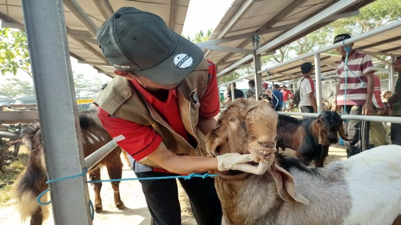 Petugas memeriksa kesehatan ternak kambing di pasar hewan Terpadu Sumbergempol Tulungagung, Selasa (20/6/2023). ANTARA/HO -Dokumentasi pribadi