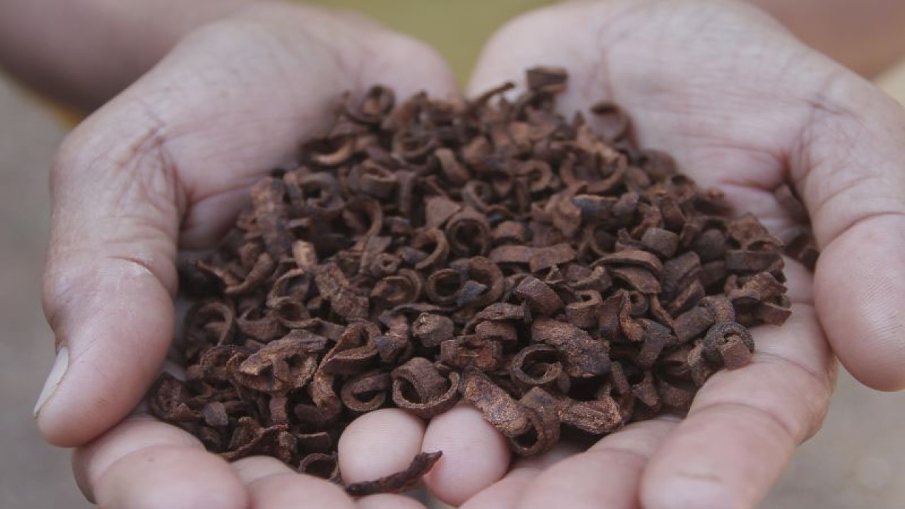 Warga menunjukkan buah mangrove jenis Pedada (Sonneratia Caseolaris) yang sudah dipotong-potong dan dikeringkan untuk diolah dan dicampur dengan kopi agar bisa dijual dalam program The Arafura and Timor Seas Ecosystem Action (ATSEA) II di desa Daiama, Kecamatan Landu Tii, Kabupaten Rote Ndao, NTT, Senin (19/6/2023). .ANTARA FOTO/Kornelis Kaha.