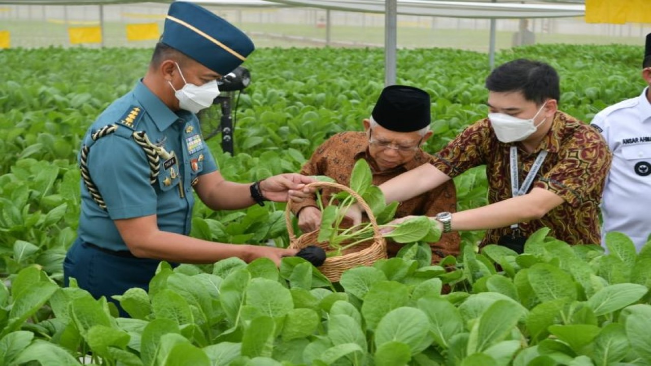 Wakil Presiden Ma’ruf Amin sat meninjau pertanian hidroponik Batamindo Green farm, di Batam, Kepulauan Riau, Rabu (7/6/2023). ANTARA/HO-BPMI Setwapres