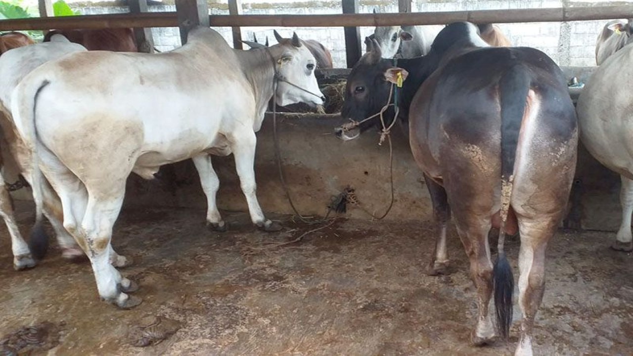 Stok sapi jenis Rote Ongole (RO) di kandang milik Kelompok Tani Ternak "Cablaka" Desa Datar, Kecamatan Sumbang, Kabupaten Banyumas, yang telah dipesan untuk hewan kurban pada Hari Raya Idul Adha 1444 Hijriah. ANTARA/HO-Cablaka