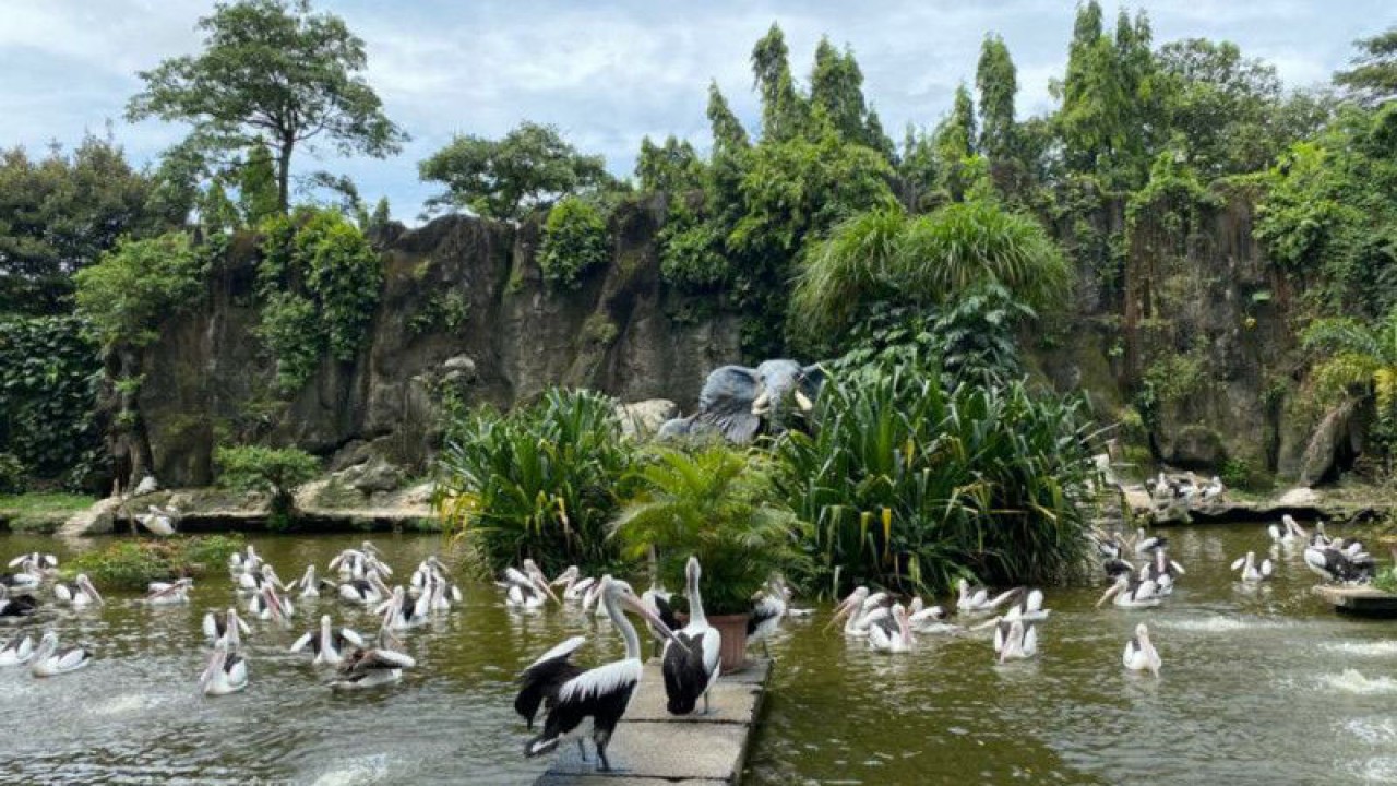 Sejumlah satwa pelikan di Taman Margasatwa Ragunan, Jakarta, Rabu (28/6/2023). ANTARA/Luthfia Miranda Putri