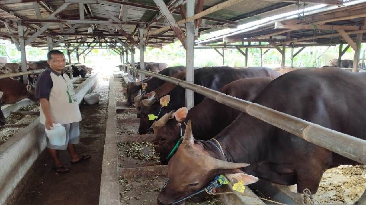 Pedagang sapi Bali Hendra Sogir ketika memperhatikan kesehatan hewan ternak kurbannya.(ANTARA/Foto: Feru Lantara)