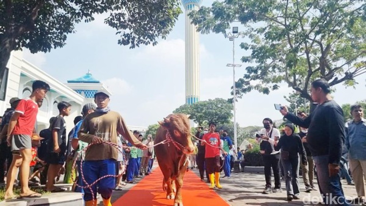 Sapi kurban Jokowi. (Detikcom)