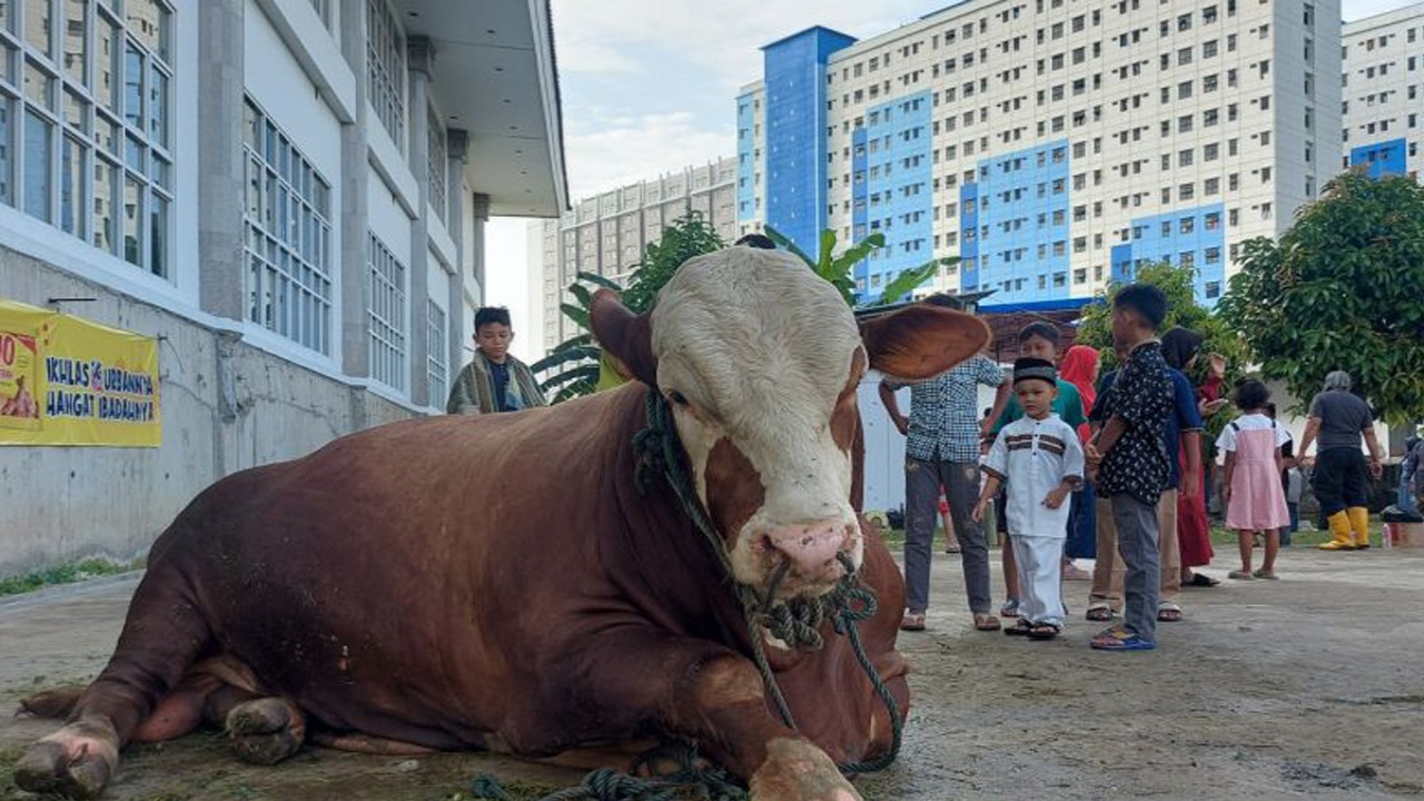 Sapi kurban sumbangan dari Presiden Republik Indonesia Joko Widodo untuk Masjid KH Hasyim Asy'ari Jakarta Barat, Kamis (29/6/2023). (ANTARA/Aditya Ramadhan)
