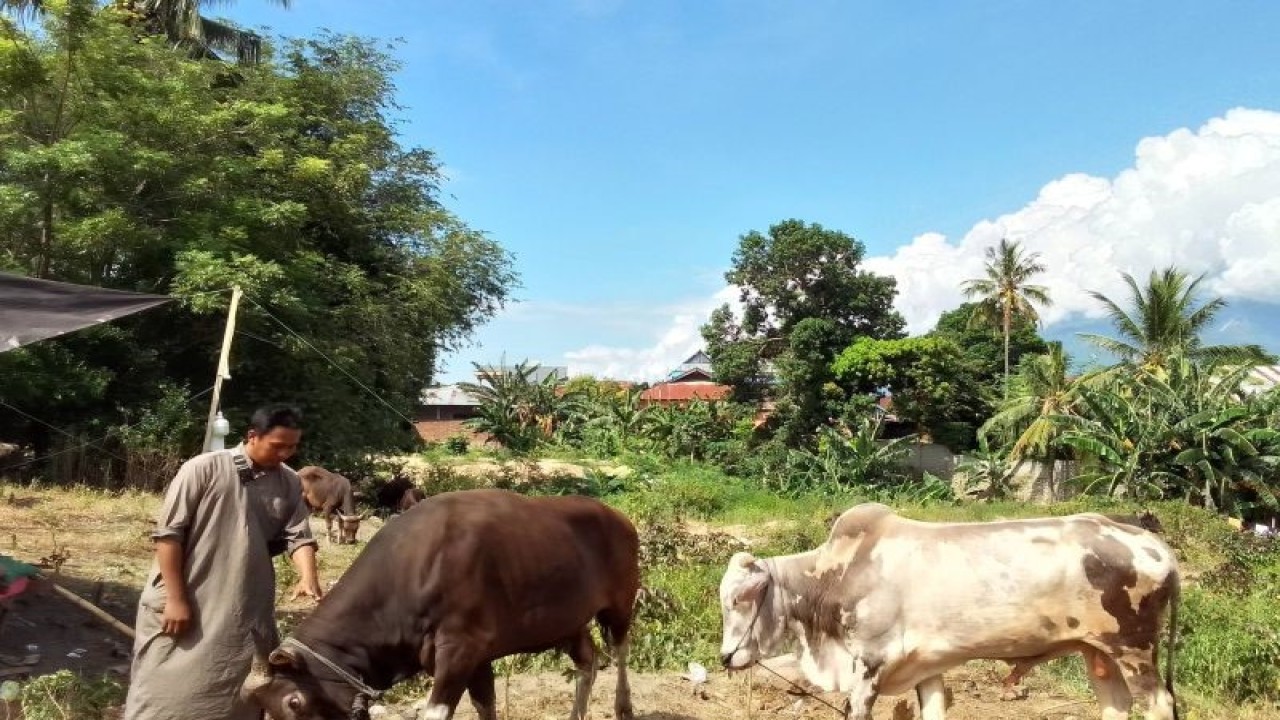Arsip Foto - Peternak menjual sapi di lapangan di pinggir jalan Kota Palu, Selasa (27/6/2023). (ANTARA/Nur Amalia Amir)