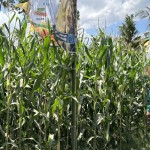 Bayer klaim jagung bioteknologi tingkatkan produksi hingga 30 persen-1690371470
