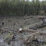Dokumen foto - Penanaman kembali pohon mangrove. (ANTARA/HO)-1690363885