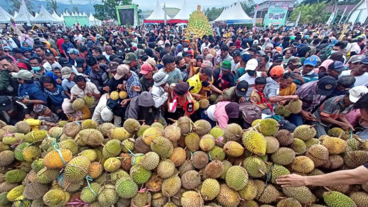 Warga berebut mengambil buat durian pada Festival Durian di Kabupaten Parigi Moutong, Sulawesi Tengah, Kamis (6/7/2023). ANTARA/Moh Ridwan