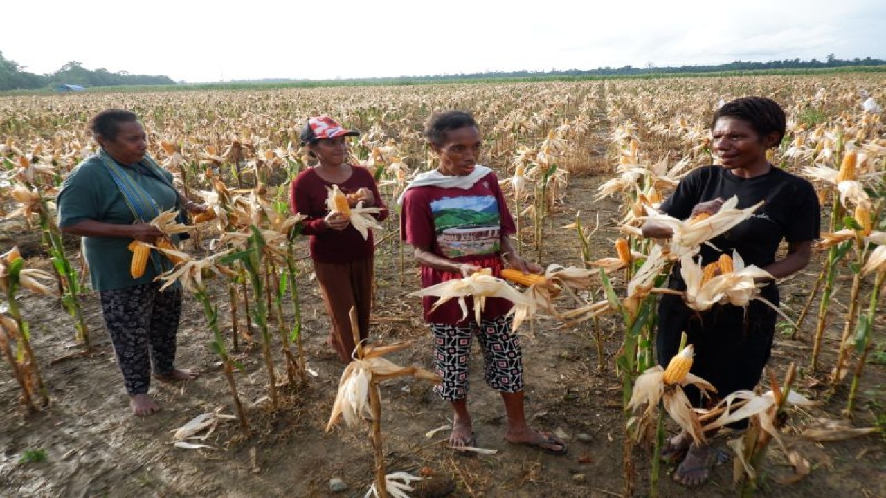 Lahan jagung yang ada di Kabupaten Keerom, Papua (ANTARA/HO-Dokumentasi Sakti)