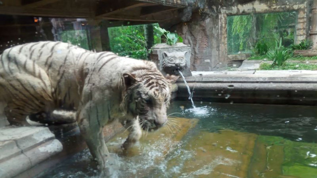 Seekor harimau putih bernama Molik, salah satu harimau yang menemani pengunjung selama menyantap hidangan di Tiger Cave Restaurant Taman Safari II Jatim, Kecamatan Prigen, Kabupaten Pasuruan, Jawa Timur. (ANTARA/Farhan Arda Nugraha)