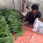 Petani Lebak jadi pemasok ketersediaan pangan saat hadapi El Nino-1690368548