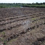 Suaka Margasatwa Rawa Singkil Aceh alami deforestasi 1.324 hektare-1690785301