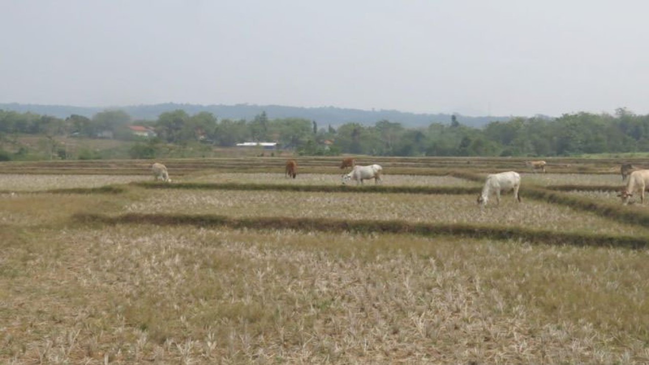 Lahan pertanian di wilayah Kabupaten Bogor, Jawa Barat. (ANTARA/M Fikri Setiawan)