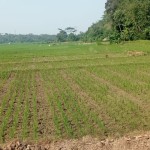 BPBD Lebak siaga hadapi dampak kekeringan-1690876501