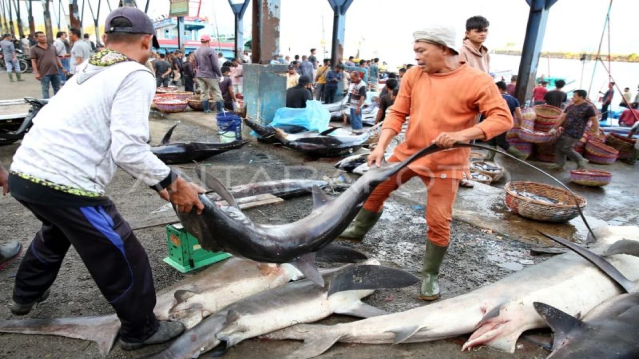 Ilustrasi - Nelayan sedang mengangkat ikan hasil tangkapan di PPS Lampulo Banda Aceh (ANTARA FOTO/Irwansyah Putra)