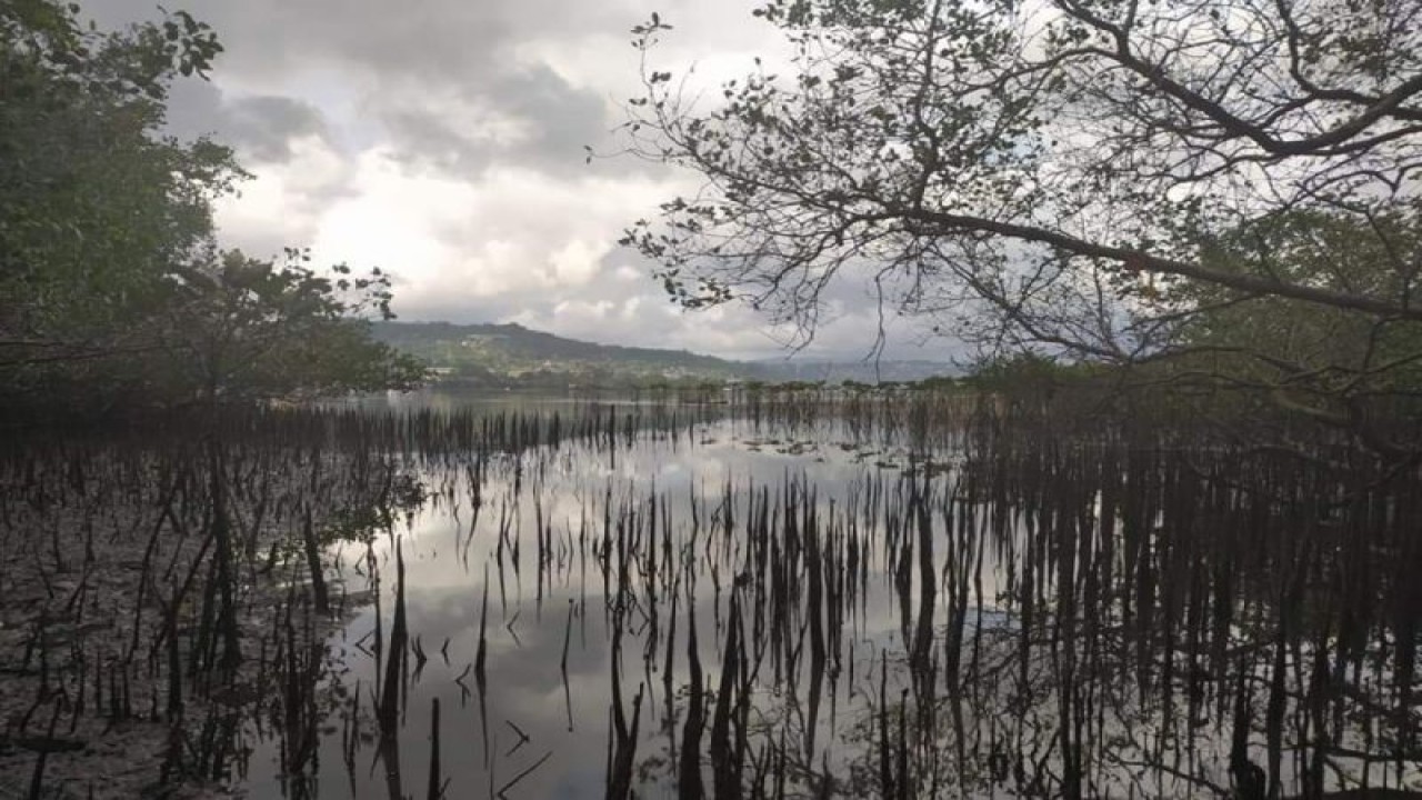 Kawasan hutan mangrove di Negeri Passo kecamatan Baguala Kota Ambon. ANTARA/ Penina F Mayaut.