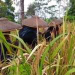 Petani Badui mulai garap ladang padi huma dan palawija-1691045857