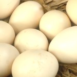 Telur ayam kampung-1691657492