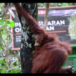 Arsip - Orang Utan Kalimantan. (ANTARA/HO-BKSDA Kaltim)-1695711599