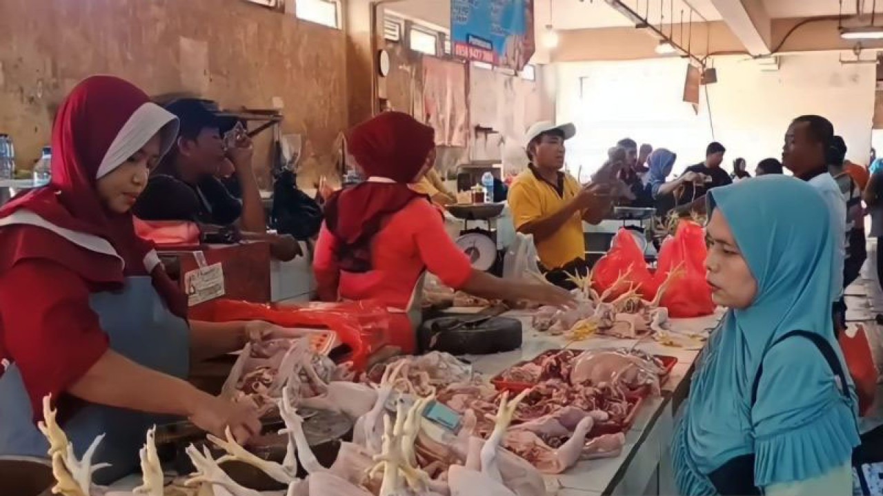 Salah satu pedagang ayam, Rohmah, sedang melayani pembeli di Pasar Ciracas, Kecamatan Ciracas, Jakarta Timur, Selasa (19/9/2023). Pedagang ayam mengeluhkan tingginya harga ayam karena berimbas terhadap daya beli masyarakat. ANTARA/Syaiful Hakim