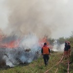 BPBD: Sekitar 60 hektare lahan di Poso terdampak akibat karhutla-1695881209