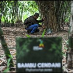 BRIN : Bambu bisa menjadi tanaman alternatif atasi krisis kayu-1695799032