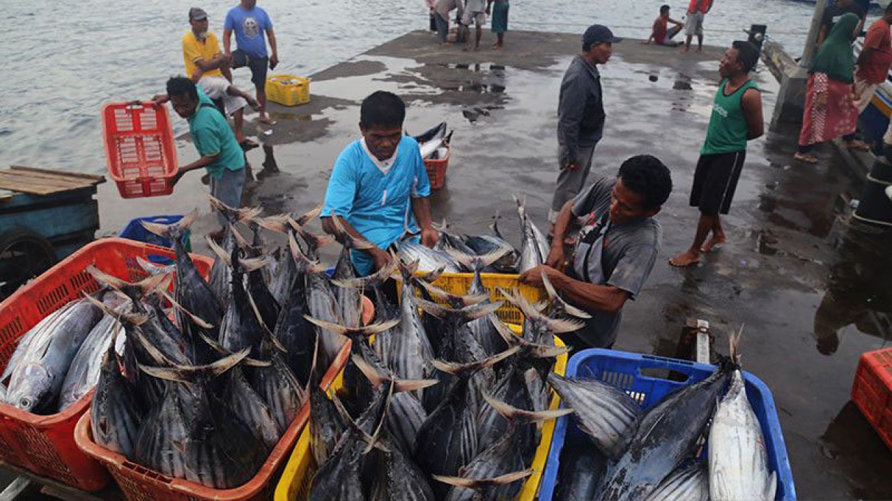 Ilustrasi - Pekerja memindahkan ikan cakalang hasil tangkapan nelayan dari kapal di Pelabuhan Perikanan Nusantara Ternate, Maluku Utara, Rabu (15/2/2023). Menteri Kelautan dan Perikanan menargetkan ekspor hasil perikanan Indonesia tahun 2023 bisa mencapai 7,66 miliar dolar Amerika atau setara Rp 116,1 triliun karena hasil produksi ikan lebih dari 72 ribu ton per tahun. ANTARA FOTO/Andri Saputra/hp/pri. (ANTARA FOTO/ANDRI SAPUTRA)