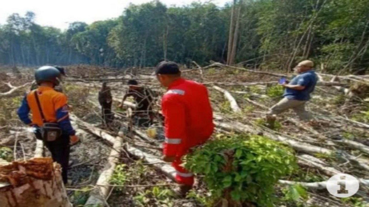 Kegiatan pembukaan lahan di kawasan hutan Tabalong. (ANTARA/HO-KPH Tabalong)