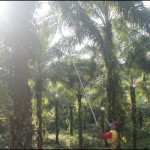 Pemkab Luwu Utara jangkau pekerja rentan di 167 desa-1695271878