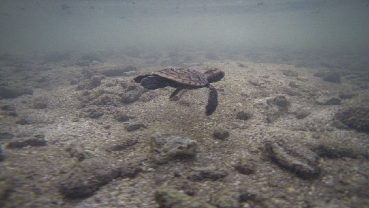 Seekor tukik atau anak penyu sisik (Eretmochelys imbricata) berenang usai dilepasliarkan oleh komunitas Pondok Semi Alami Penyu Sisik di perairan pantai Pulau Sabira, Kabupaten Kepulauan Seribu, DKI Jakarta, Jumat (18/6/2021). Sejumlah warga pulau yang berada di ujung utara Kepulauan Seribu ini melakukan penyelamatan telur dan konservasi penyu sisik di perairan Pulau Sebira yang dilepas secara berkala saat usianya mencukupi untuk menghindarkan binatang yang dilindungi itu dari kepunahan akibat perburuan liar oleh manusia dan dimakan oleh predatornya di alam bebas. ANTARA FOTO/Aditya Pradana Putra/foc.