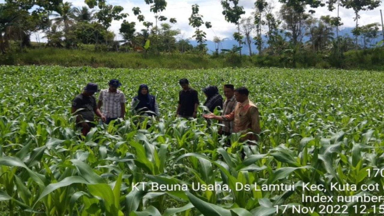 Petugas pertanian sedang meninjau tanaman jagung di kawasan Aceh Besar (ANTARA/ HO-Dinas Pertanian Aceh Besar)