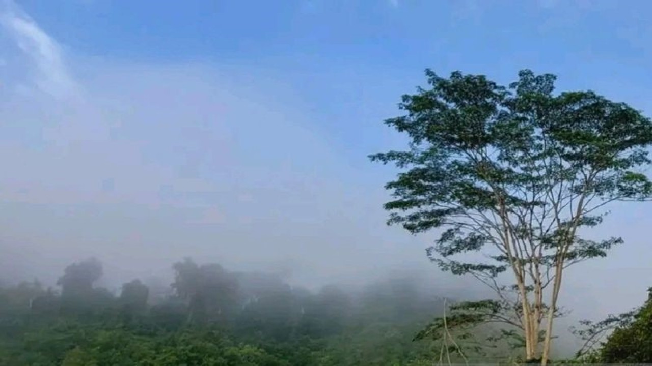 Pohon pohon raksasa di Malinau masih terjaga. (ANTARA/iskandar Zulkarnaen)
