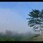 Pohon pohon raksasa di Malinau masih terjaga. (ANTARA/iskandar Zulkarnaen)-1695357687