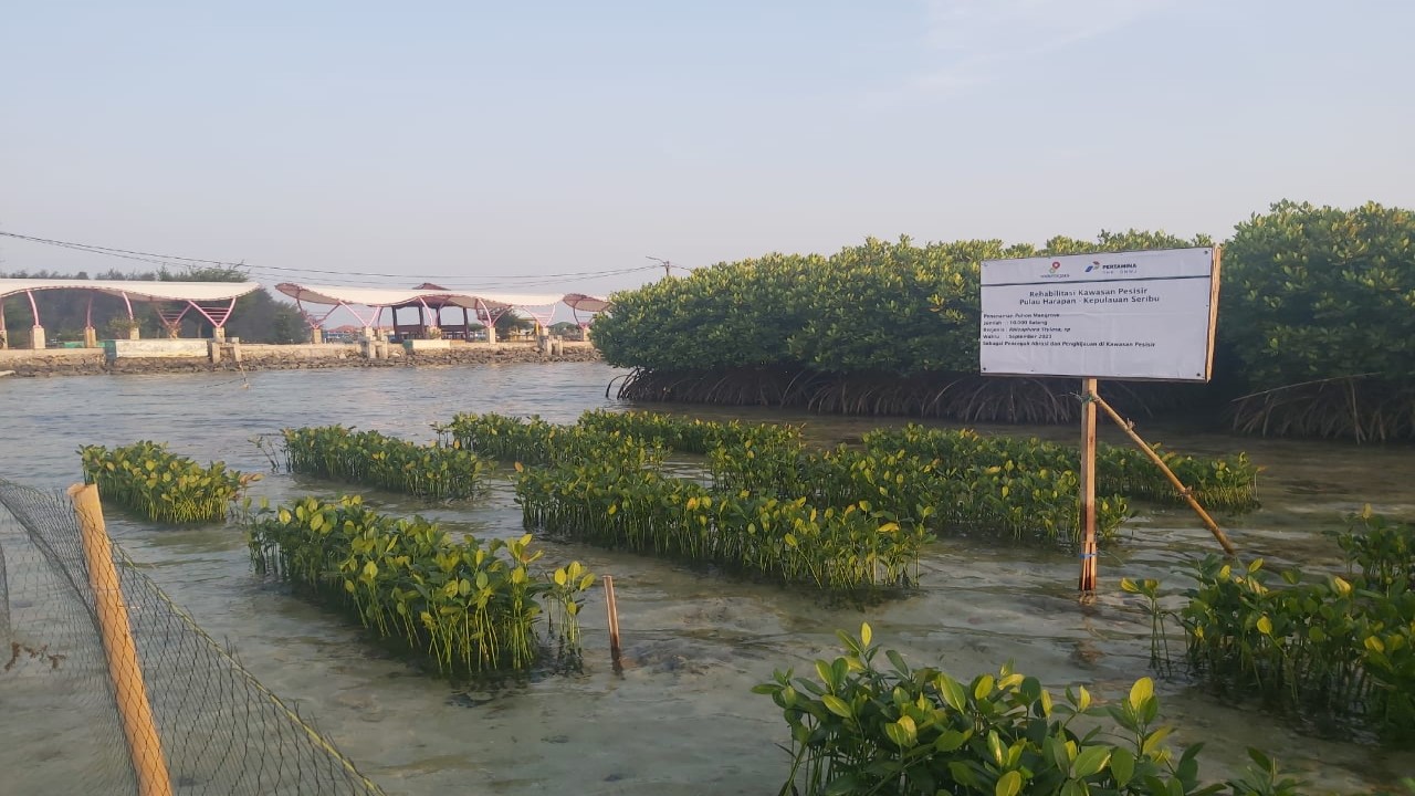 Pertamina tanam 37.000 bibit mangrove di Pulau Harapan, Kecamatan Kepulauan Seribu Utara, DKI Jakarta/ist  