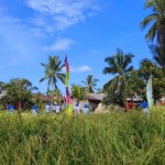 Sawah padi petani di Mempawah (ANTARA/Dedi)-1695196134