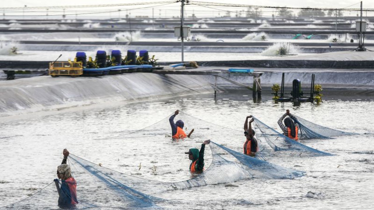 Sejumlah pekerja memanen udang vannamei di lokasi Budidaya Udang Berbasis Kawasan (BUBK) Kebumen, Jawa Tengah, Senin (26/6/ 2023). Operasional tambak intesif BUBK Kebumen mengedepankan prinsip ekonomi biru yang ramah lingkungan dan diharapkan akan berkontribusi pada peningkatan produksi udang nasional, yang telah mencapai 1,09 juta ton dengan nilai ekspor USD 2,26 miliar pada tahun 2022. ANTARA FOTO/Idhad Zaakaria/hp (ANTARA FOTO/IDHAD ZAKARIA)