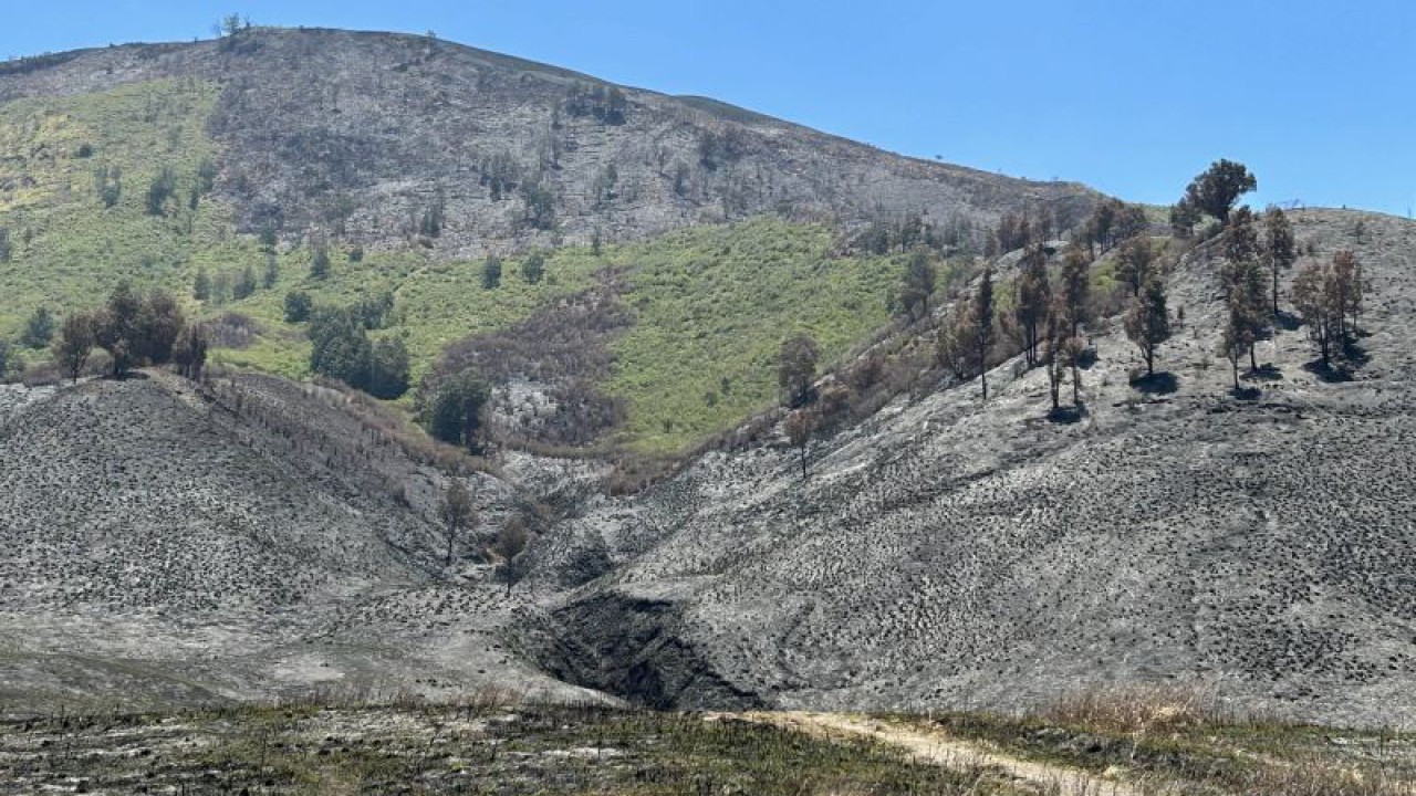 Foto arsip. Kondisi Blok Savana Lembah Watangan atau yang dikenal dengan Bukit Teletubbies, di Kabupaten Probolinggo, Jawa Timur, pascakebakaran, Kamis (21/9/2023). ANTARA/Vicki Febrianto.