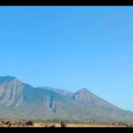 Gerombolan hewan kerbau di padang sabana wisata Taman Nasional Baluran Situbondo, Jawa Timur. ANTARA/Budi Candra Setya-1696224030
