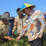 Gubernur Sulsel panen cabai di Kabupaten Maros-1696234126